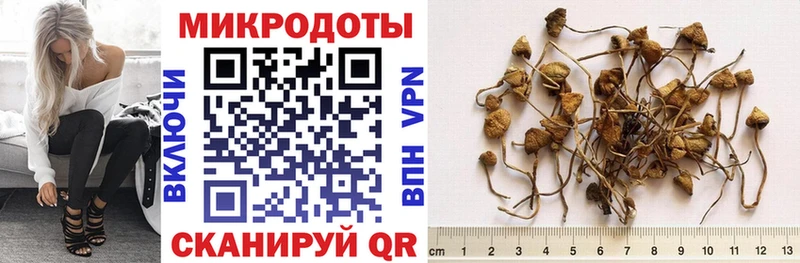 Галлюциногенные грибы Cubensis  Купить закладки  Старица 
